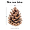 Large Natural Pine Cones for Craft - 20 Count